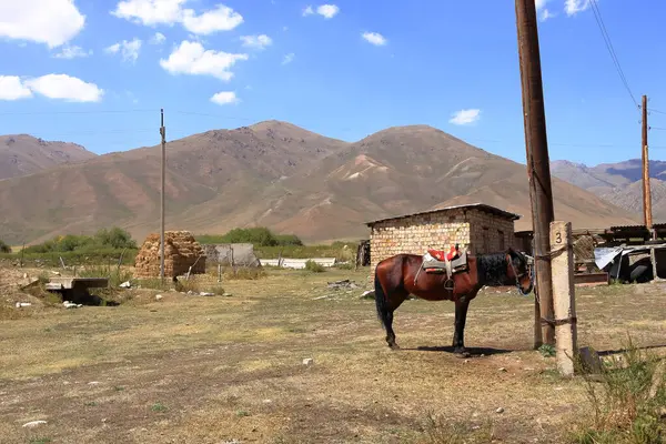 horse at a farm yard in Kyrgyzstan in Central Asia