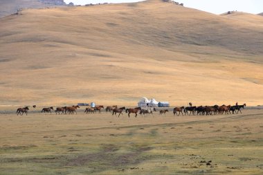 Atlar, Song Kol Gölü, Naryn ili, Kırgızistan, Orta Asya