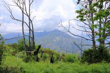 Fransa, Korsika 'da yetişen yeni bir ağacın yeşil filizleri