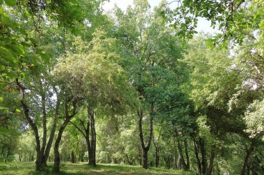 Kırgızistan 'da Arslanbob' da çitleri olan ceviz ağaçları.