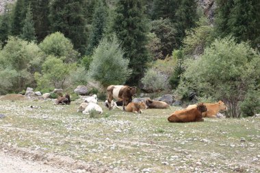 Orta Asya 'da Kırgızistan' da yolda duran inekler