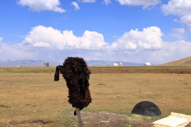 Kırgızistan 'daki Songkul Gölü' nde koyun leşi.