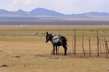 Orta Asya 'da Kırgızistan' da Song Kol Gölü yakınında bir eşek.