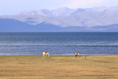 Atlar, Song Kol Gölü, Naryn ili, Kırgızistan, Orta Asya