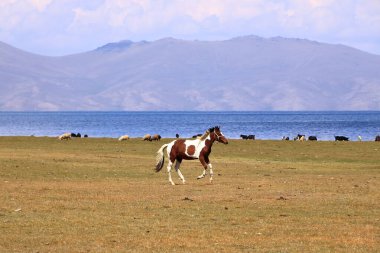 Atlar, Song Kol Gölü, Naryn ili, Kırgızistan, Orta Asya