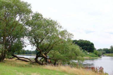 Dresden 'deki Elbe Nehri yakınlarında fırtına üstüne ağaç kırılması.