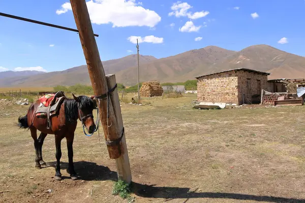 At, Orta Asya 'da Kırgızistan' da bir çiftlik bahçesinde.