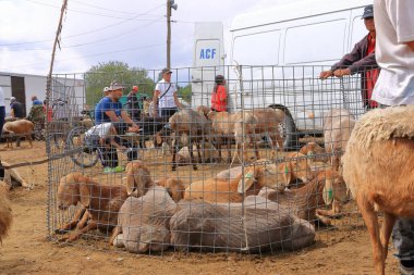 25 Ağustos 2023 - Kırgızistan 'da Kotschkor, Kochkor: Hayvanları alıp satan yerel halk
