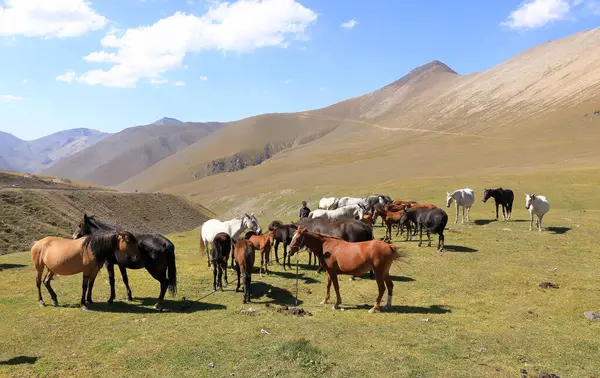 20 Ağustos 2023 - Orta Asya 'da Kırgızistan: İnsanlar Ala-Bel Geçidi' nde kumis için süt sağmak için kısrak sağıyor