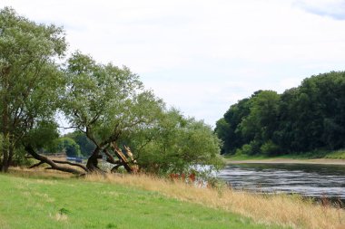 Dresden 'deki Elbe Nehri yakınlarında fırtına üstüne ağaç kırılması.