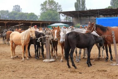 25 Ağustos 2023 - Kırgızistan 'da Kotschkor, Kochkor: Hayvanları alıp satan yerel halk