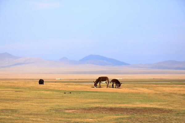 Осёл рядом с озером Сун Коль, Кыргызстан в Центральной Азии