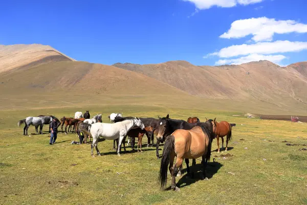 August 2023 Kirgisistan Zentralasien Menschen Melken Stute Ala Bel Pass Stockbild
