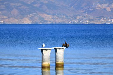 Arnavutluk 'un Ohri gölünde karabatak kuşları martılar