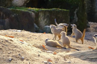 Bazı genç mirketler birbirleriyle şakalaşıyorlar.