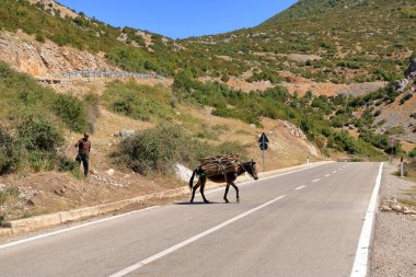 13 Eylül 2023 - Arnavutluk 'un Prespa Gölü: Eşek ve çiftçiler (Equus africanus asinus) karşıya geçtiler