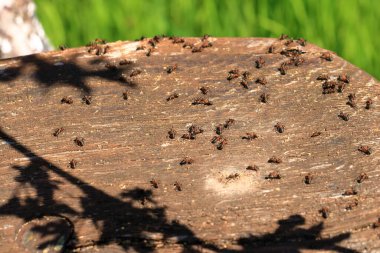 Bir sürü karınca yaşlı ağaç gövdesinde yürüyor.