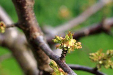 Çiçek açan bir ağacın dalı. Almanya 'da beyaz çiçeklerdeki kiraz ağacı