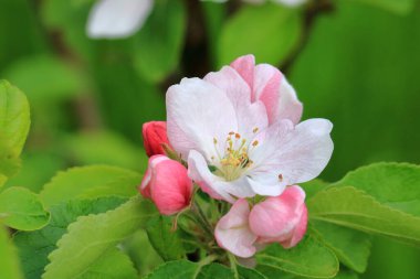Çiçek açan bir ağacın dalı. Almanya 'da bahar elması çiçeği