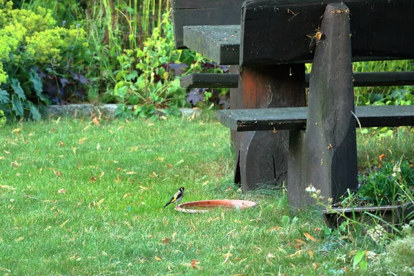 bird is drinking water in a garden in summer, Stieglitz Carduelis carduelis, Distelfink, European goldfinch
