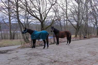 İki zarif at dışarıda, direğin oradaki çayırda duruyor.