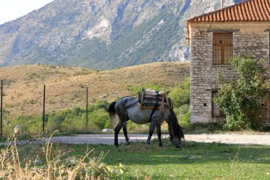 Bazı Atlar Bir Evin Önünde Duruyor