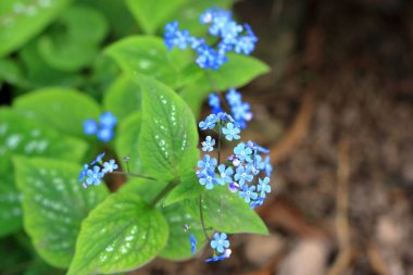 Gerçek unutma beni akreplerinin mavi çiçekleri (Myosotis scorpioides)
