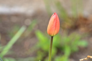 Bulanık yeşil arka planda pembe laleler. İlkbaharda açan bahçede laleler.