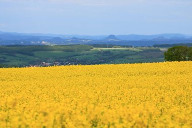 Saksonya, Almanya 'da sarı kolza tohumu tarlası olan bir bahar manzarası