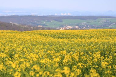 Saksonya, Almanya 'da sarı kolza tohumu tarlası olan bir bahar manzarası