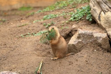 Siyah kuyruklu çayır köpeği yeşil bir dal yiyor.