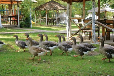 a Group gray geese grazing near lake in park. Greylag goose is species of large in the waterfowl family anatidae clipart