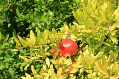 Arnavutluk 'ta yaz aylarında çiçek ve yeşil çalılarda meyve bulunan nar (Punica granatum)