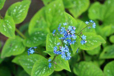 Gerçek unutma beni akreplerinin mavi çiçekleri (Myosotis scorpioides)