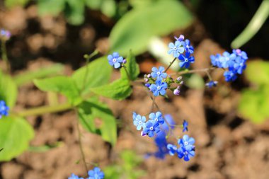 Gerçek unutma beni akreplerinin mavi çiçekleri (Myosotis scorpioides)