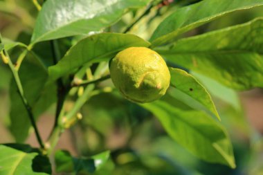 Yakın planda büyüyen limonlar