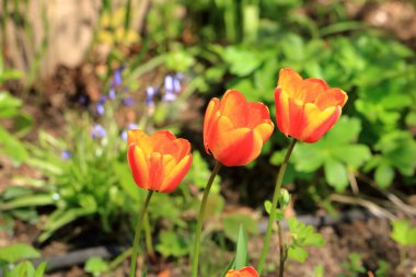 Bahçedeki kırmızı, sarı, soyulmuş lale çiçekleri.