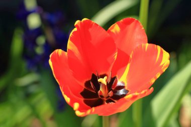 Bahçedeki kırmızı, sarı, soyulmuş lale çiçekleri.