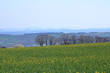Saksonya, Almanya 'da sarı kolza tohumu tarlası olan bir bahar manzarası