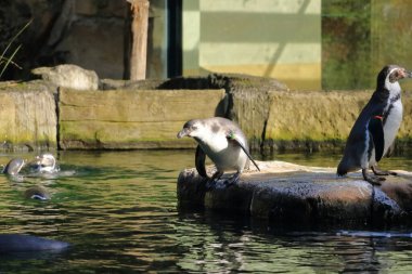 Kayalık arazide duran şirin Humboldt Penguenleri (Spheniscus humboldti)