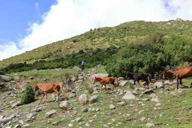31 Ağustos 2023 - Kırgızistan 'da Semyonovka, Kırgızistan Vadisi: Kırgızistan' ın kuzeyinde at süren insanlar