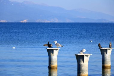 cormorant birds an gulls at the Ohrid lake, Albania clipart