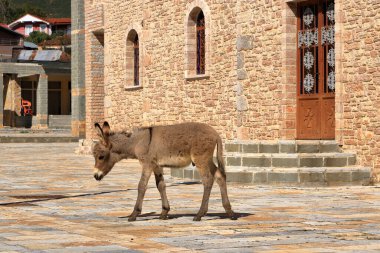 Arnavutluk 'taki Prespa Milli Parkı' ndaki Pustec kilisesinde eşekler