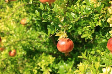 Arnavutluk 'ta yaz aylarında çiçek ve yeşil çalılarda meyve bulunan nar (Punica granatum)