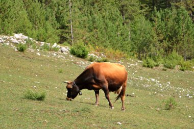 Arnavutluk 'taki Ulusal Park Valbona' da boynuzlu kahverengi inek