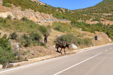 13 Eylül 2023 - Arnavutluk 'un Prespa Gölü: Eşek ve çiftçiler (Equus africanus asinus) karşıya geçtiler