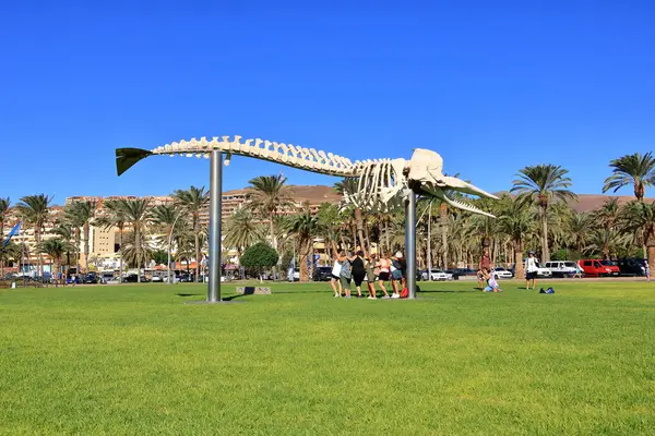 stock image November 19 2023 - Morro Jable, Fuerteventura in Spain: people around the Skeleton of a Sperm Whale