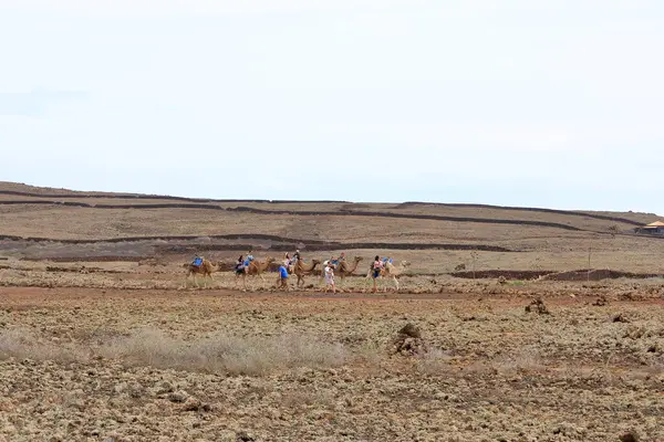 Volcan Calderon Hondo Fuerteventura, Kanarya Adaları, İspanya - 21 Kasım 2023: Toprak yolda yürüyen turist develeri