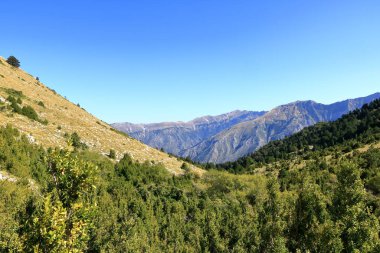 Arnavutluk 'taki Llogara Ulusal Parkı' nın derinliklerinde. Arnavutluk ormanlarındaki patikada.