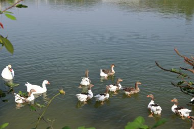 Kazlar (Chloephaga picta), bir gölde yüzer,